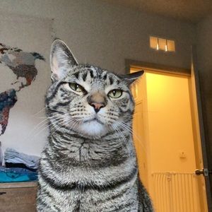 Meet your Posher, Ariel